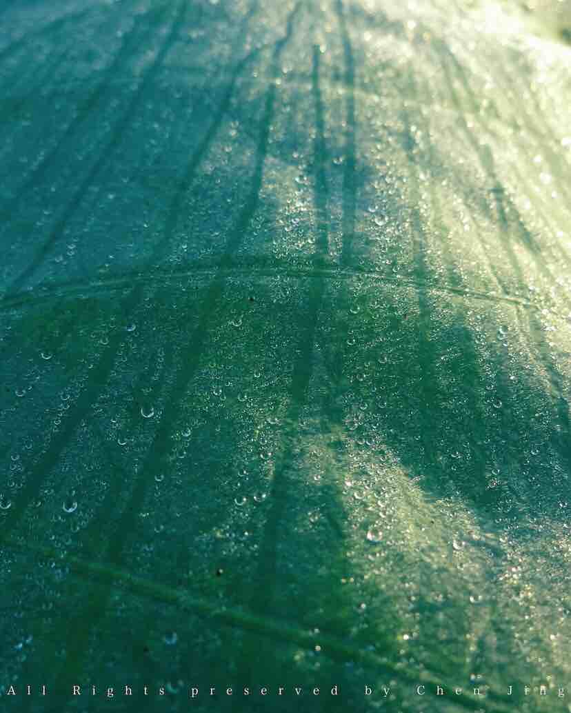 Lotus leaf，Botany，natural，Dew，
