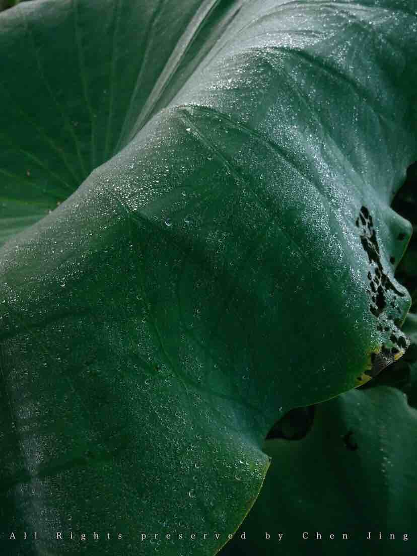Lotus leaf，Botany，natural，Dew，