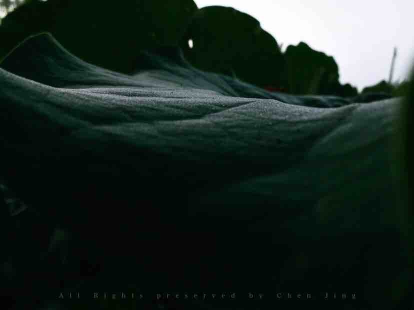 Lotus leaf，Botany，natural，Dew，