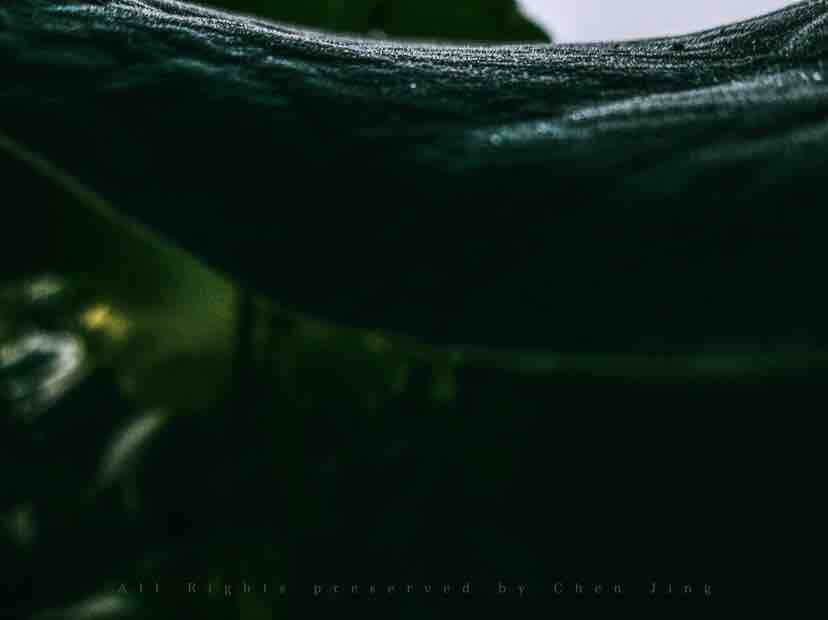 Lotus leaf，Botany，natural，Dew，