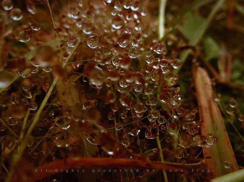 Dew，autumn，