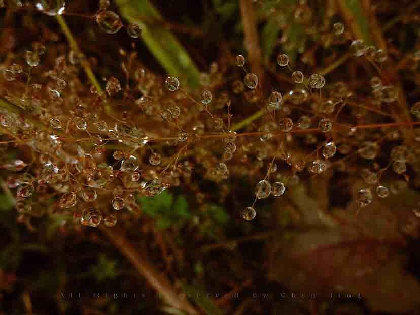 Dew，autumn，