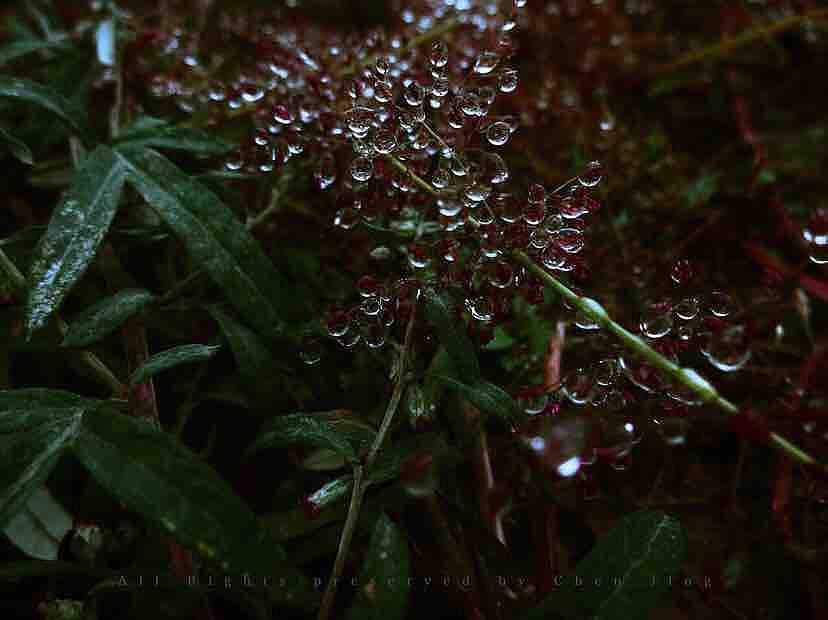 露水，秋天，