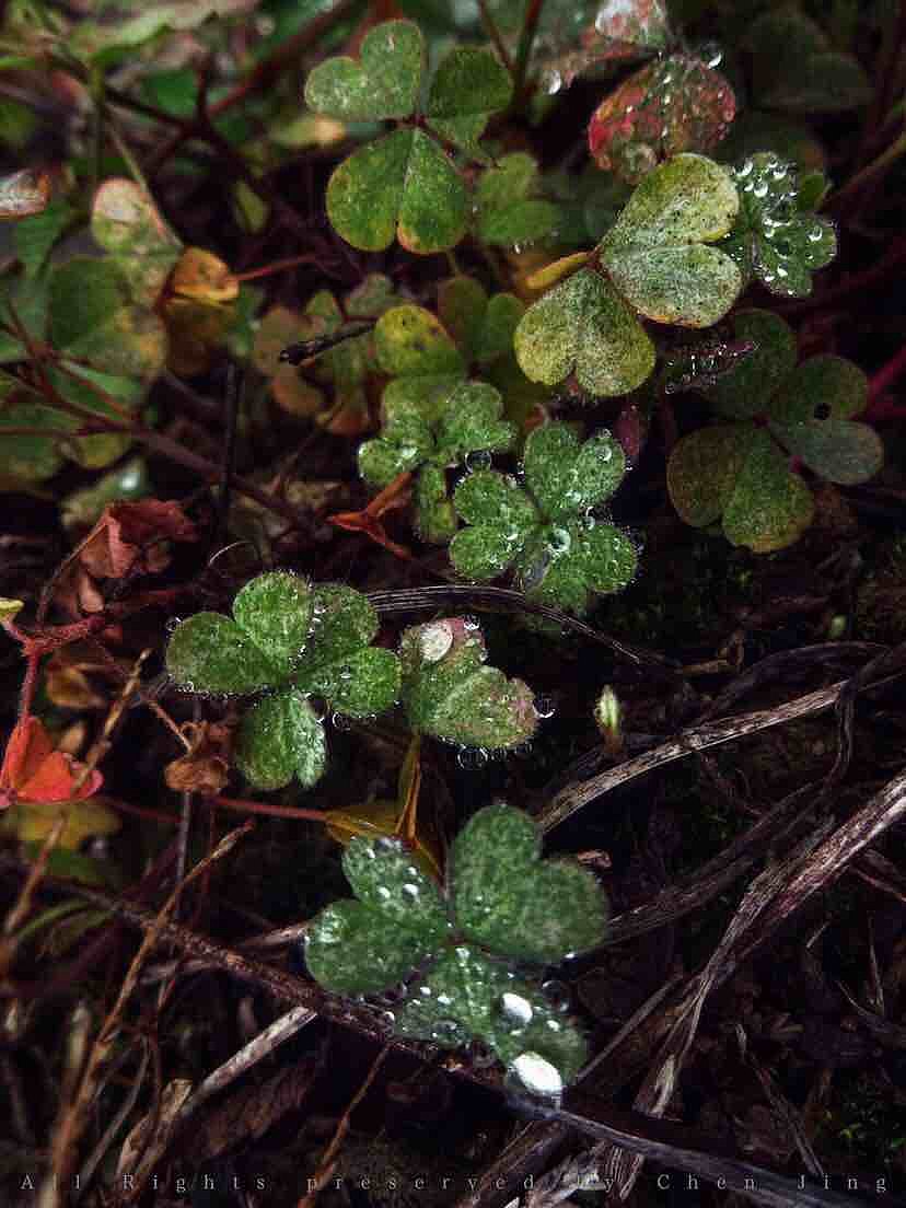 Dew，autumn，