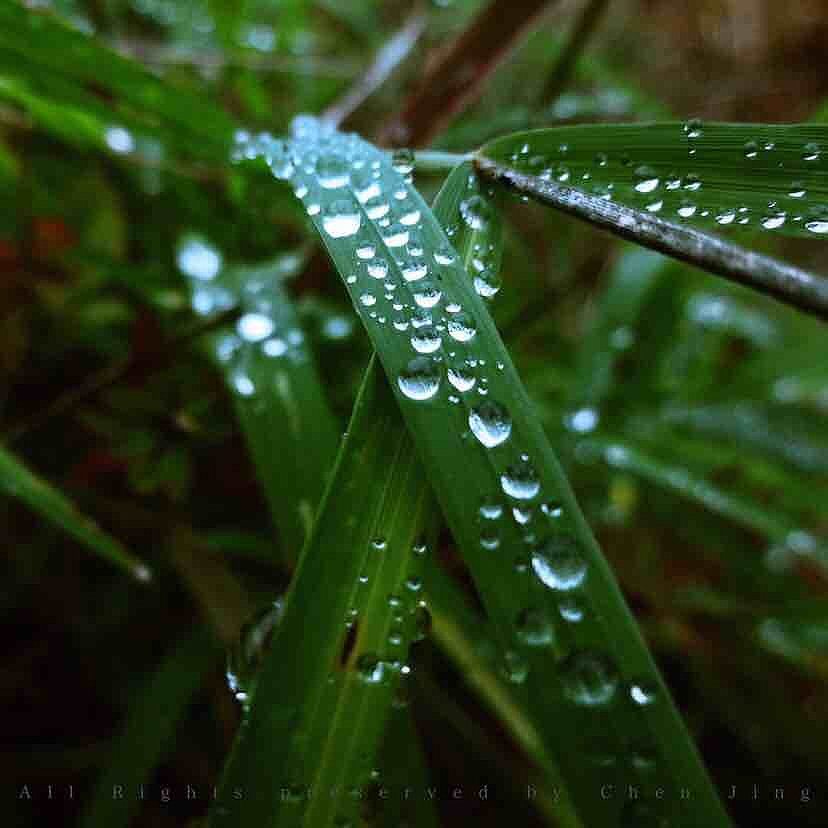 Dew，autumn，