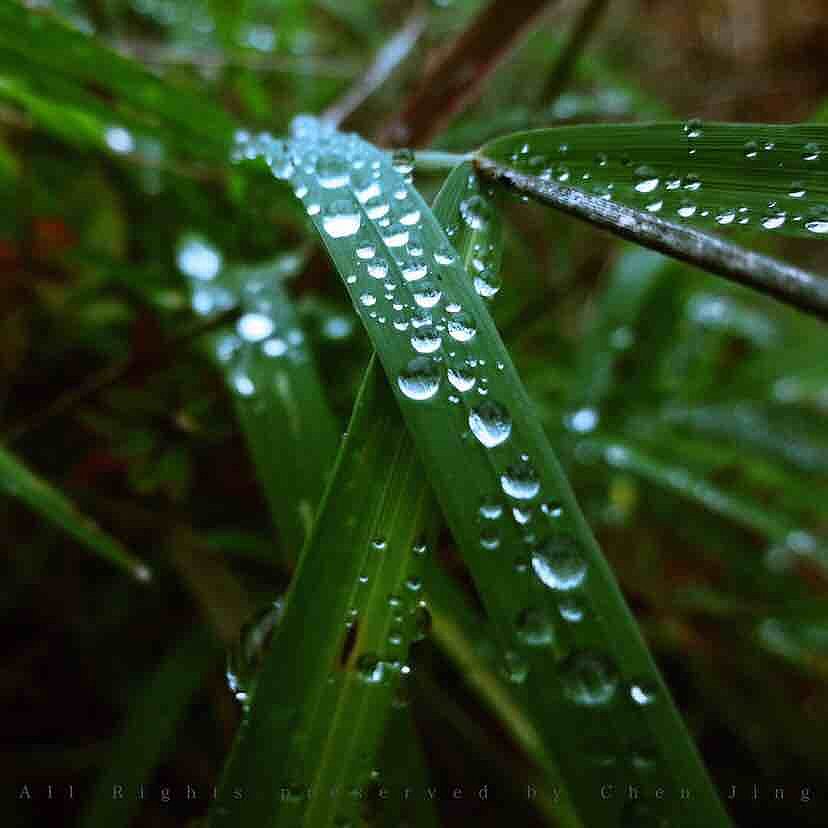 露水，秋天，