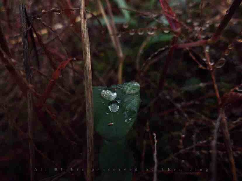 Dew，autumn，