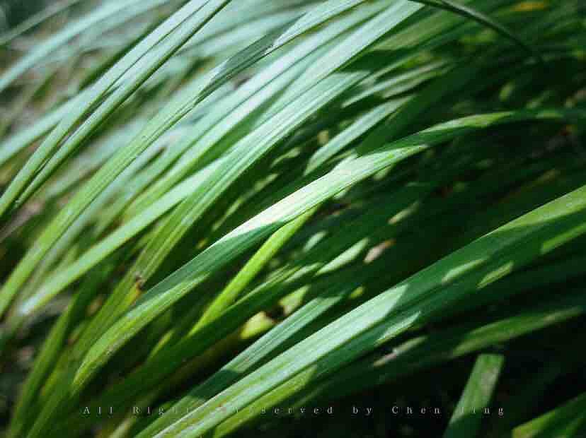 Acorus tatarinowii，Botany，green，natural，