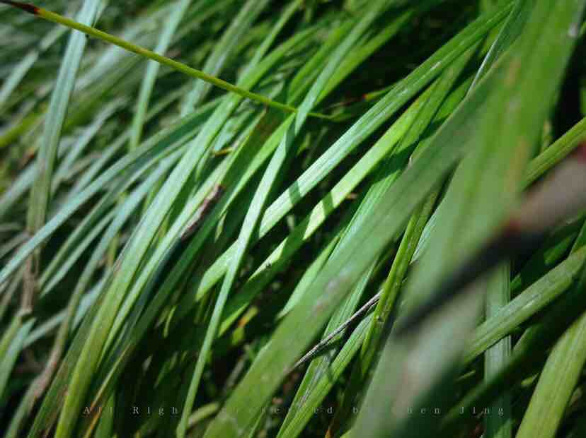 Acorus tatarinowii，Botany，green，natural，