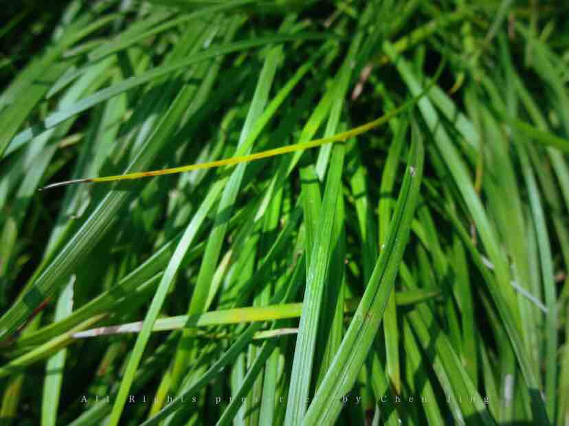 Acorus tatarinowii，Botany，green，natural，