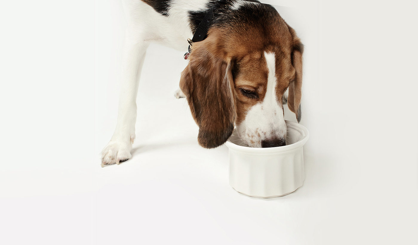 serialization，product design，Pet bowl，