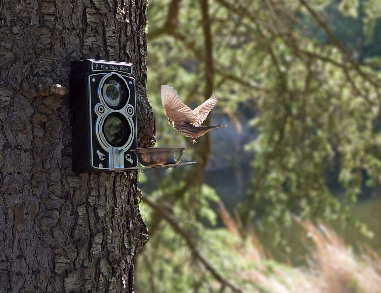 originality，product design，camera，bird feeder ，
