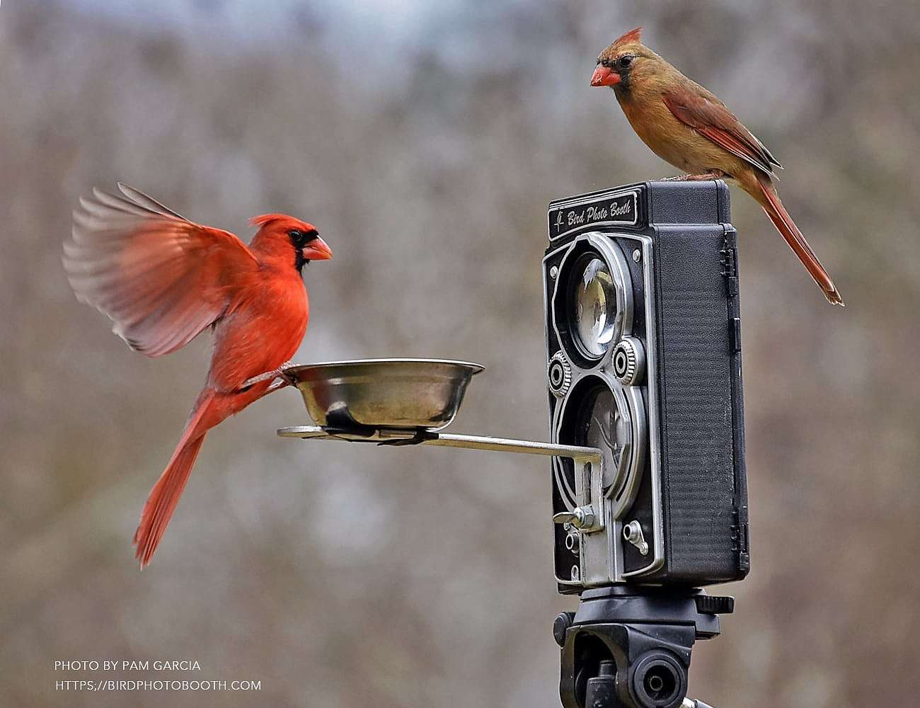 originality，product design，camera，bird feeder ，