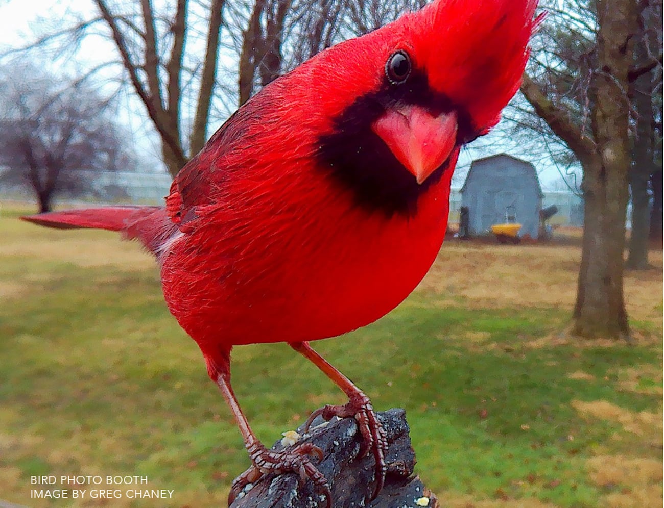 originality，product design，camera，bird feeder ，