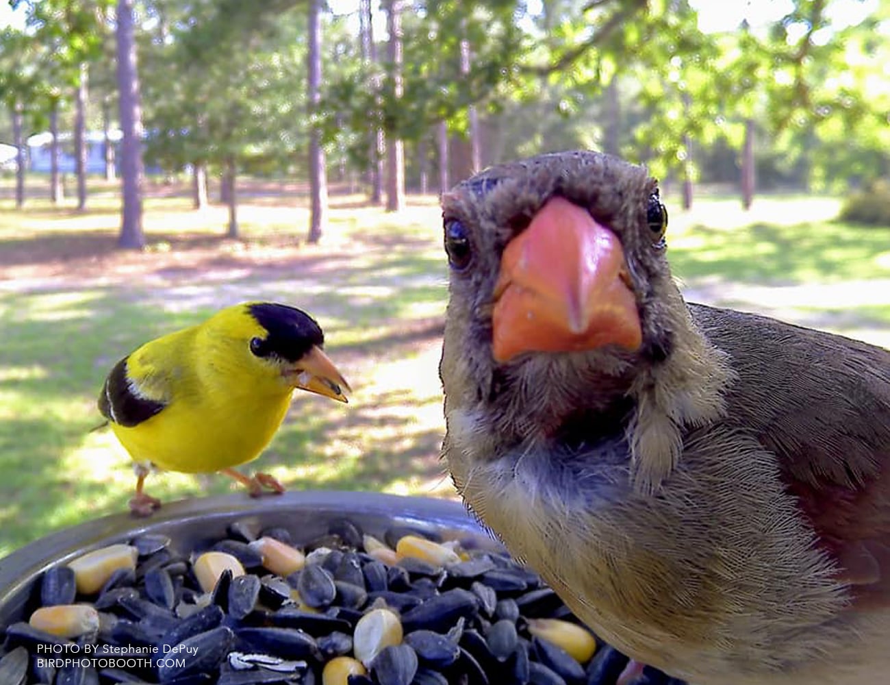 originality，product design，camera，bird feeder ，