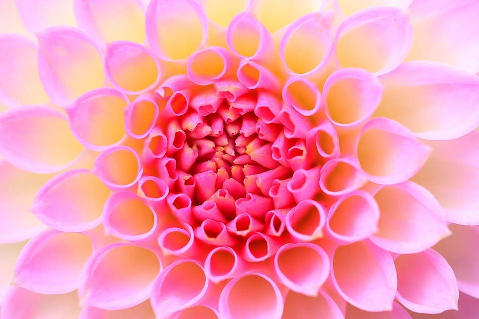 flow，Home Furnishing，Hydroponic culture，Botany，