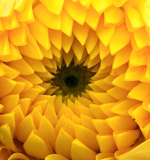 flow，Home Furnishing，Hydroponic culture，Botany，