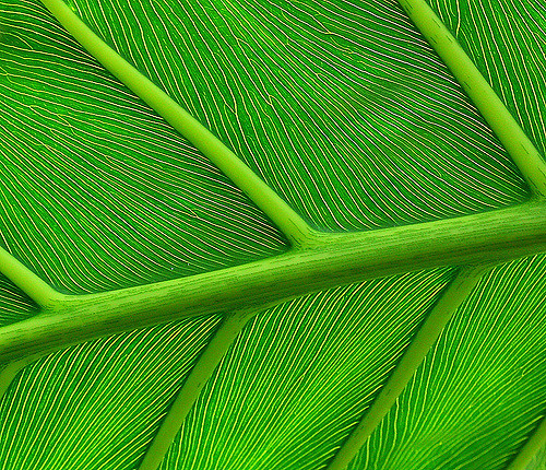 flow，Home Furnishing，Hydroponic culture，Botany，