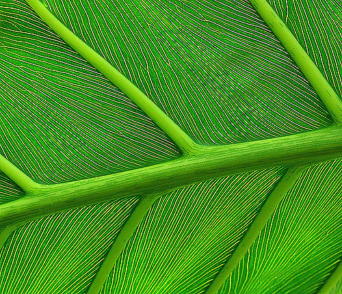 flow，Home Furnishing，Hydroponic culture，Botany，