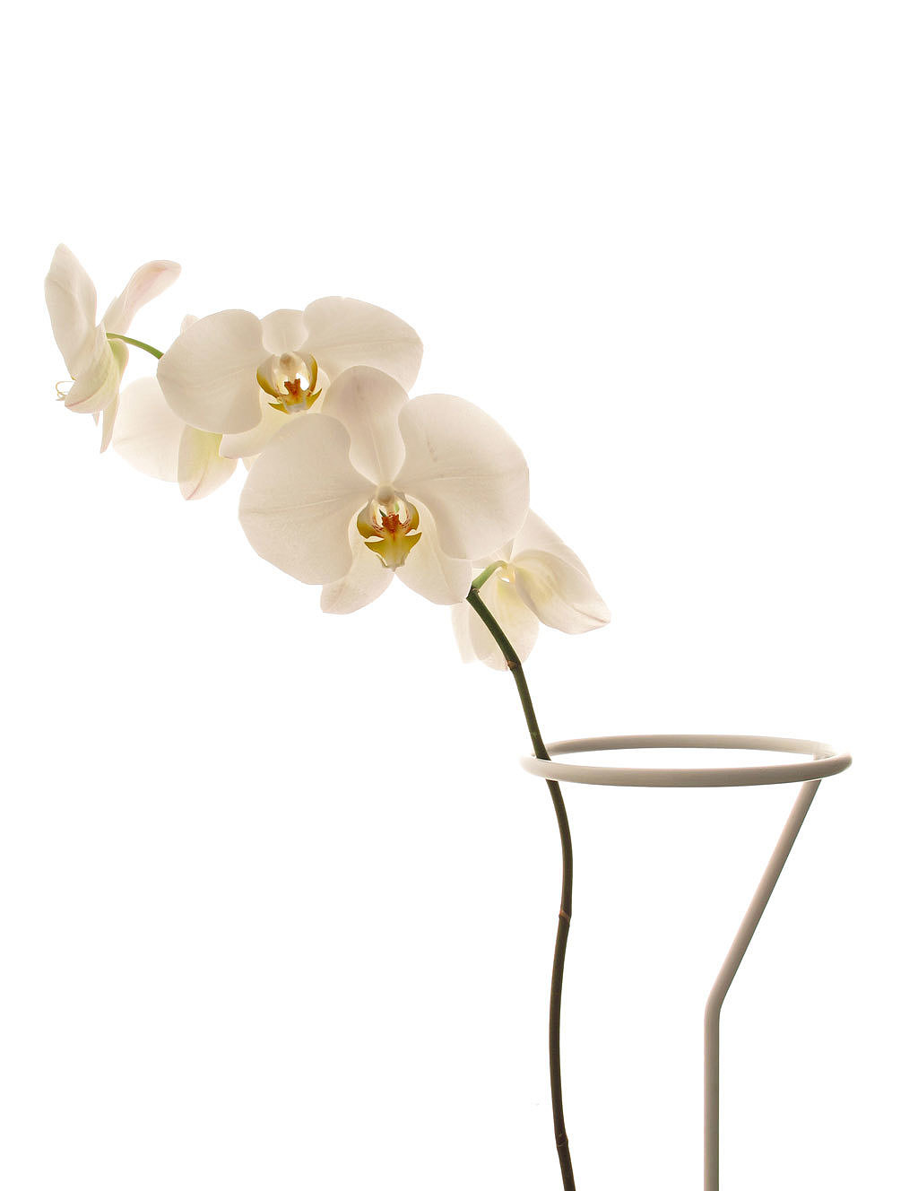 Floral apparatus，Botany，Home Furnishing，Utensils，chair，