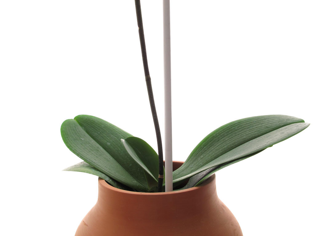 Floral apparatus，Botany，Home Furnishing，Utensils，chair，