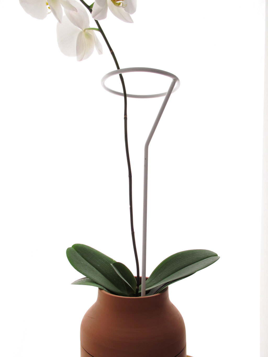 Floral apparatus，Botany，Home Furnishing，Utensils，chair，