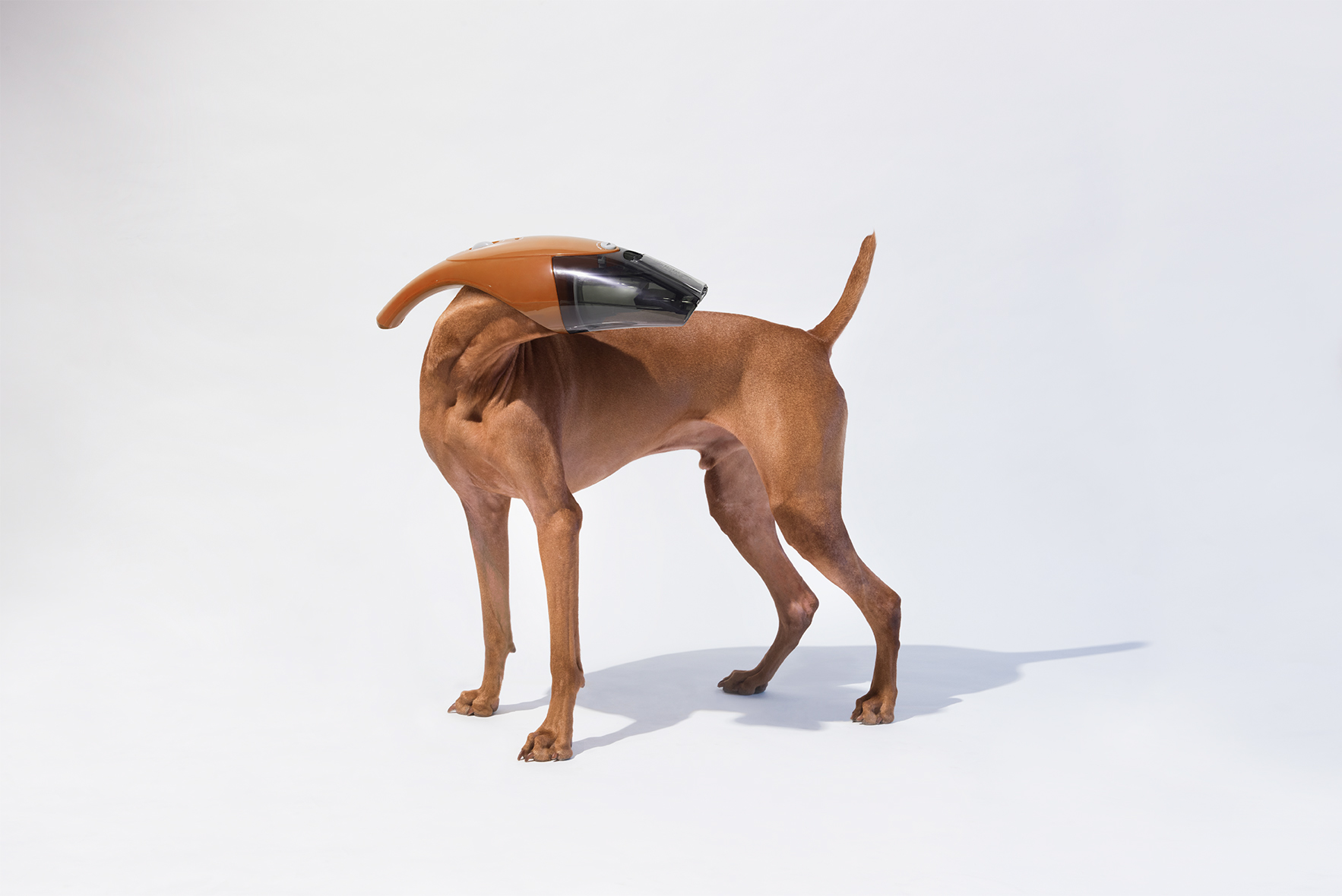 Vacuum dog，Creative design，Art guidance，Vacuum cleaner，advertisement，Art，originality，