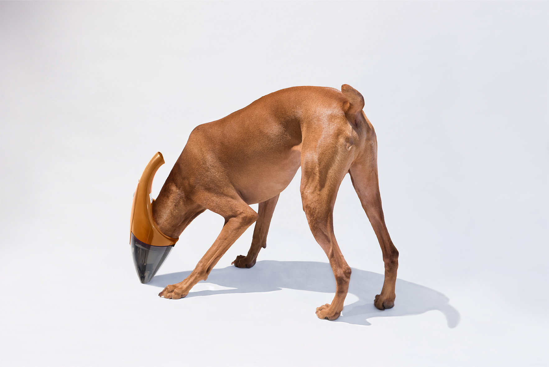 Vacuum dog，Creative design，Art guidance，Vacuum cleaner，advertisement，Art，originality，