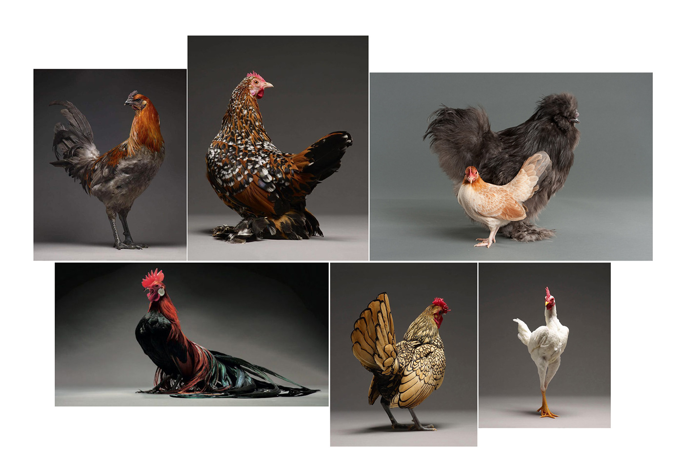 Home Furnishing，kitchen，Bird，chick，kettle，C-kettle，mmmdesign，