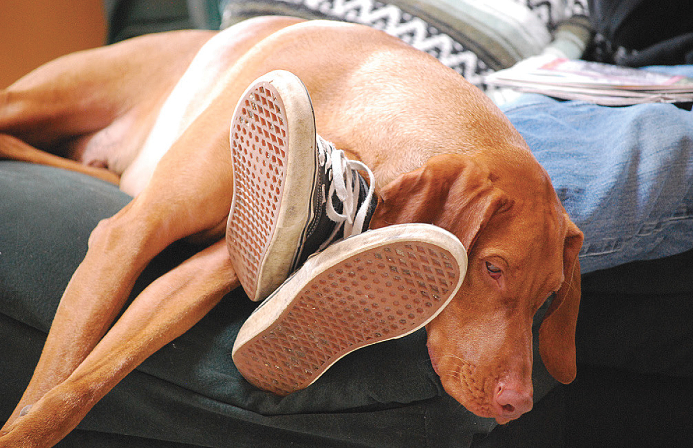 Thomas Katsikas，Pets，intelligence，wear，essential oil，Aromatherapy，Argos，app，