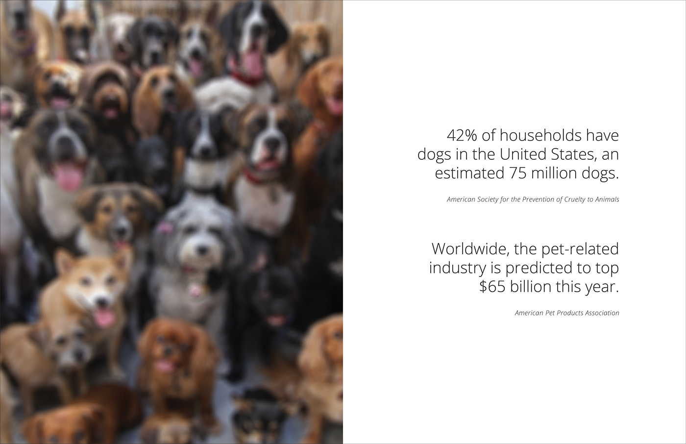 Thomas Katsikas，Pets，intelligence，wear，essential oil，Aromatherapy，Argos，app，