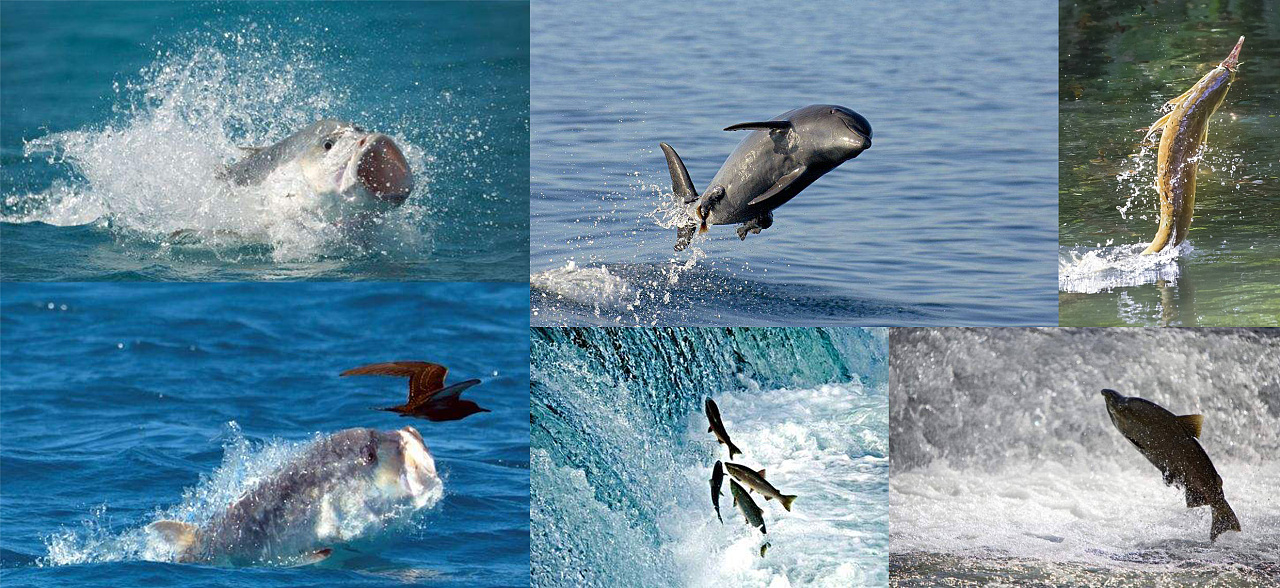 KeyShot 8，T-splines，Rhinoceros，