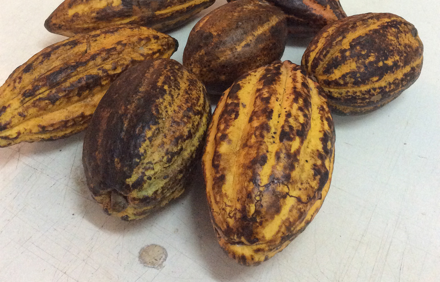 Chocolates，trophy，WCM 2015，