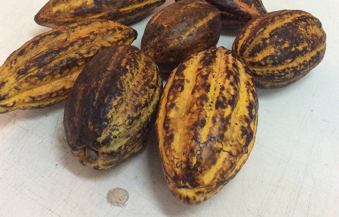 Chocolates，trophy，WCM 2015，