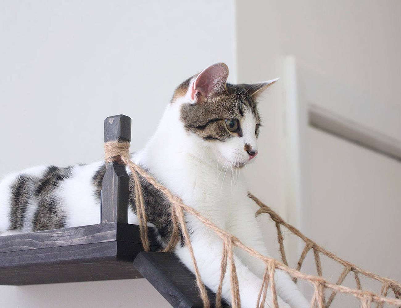 Home Furnishing，Kitty，CatastrophiCrea，rope，Cat bridge，Toys，