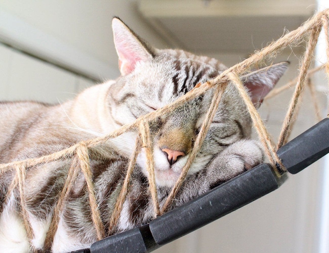 Home Furnishing，Kitty，CatastrophiCrea，rope，Cat bridge，Toys，