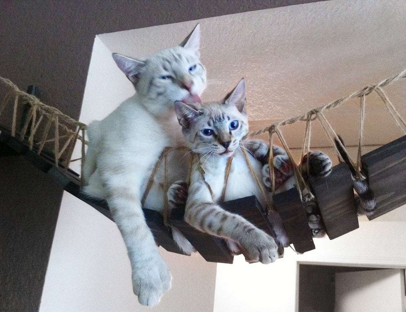 Home Furnishing，Kitty，CatastrophiCrea，rope，Cat bridge，Toys，