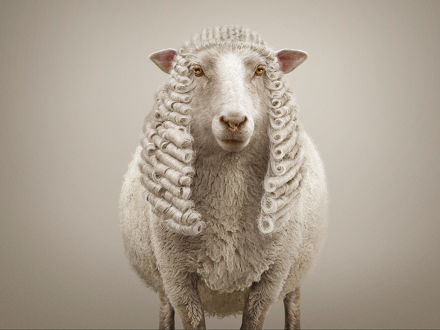 Visual design，Animal rights，Photography，