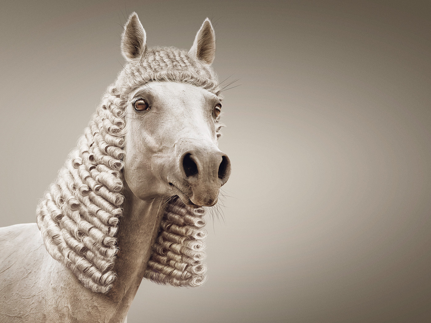 Visual design，Animal rights，Photography，