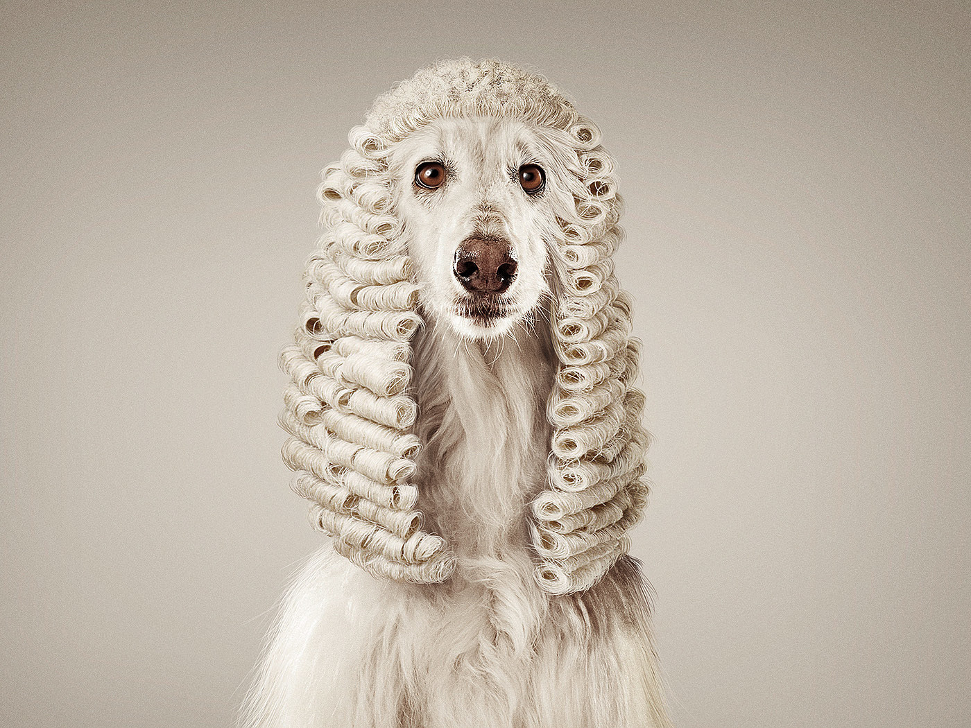 Visual design，Animal rights，Photography，