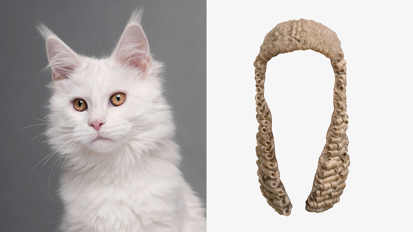 Visual design，Animal rights，Photography，