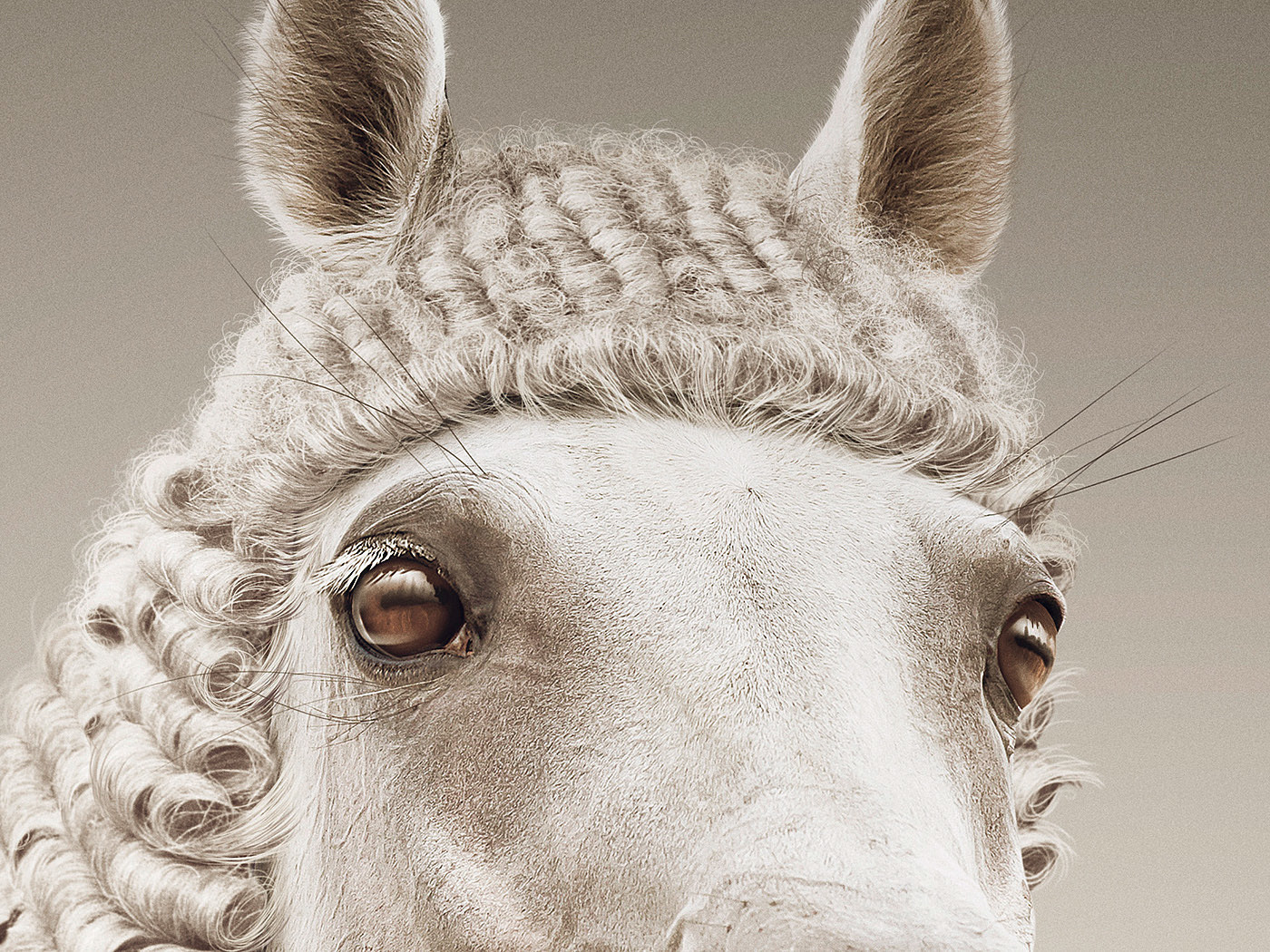 Visual design，Animal rights，Photography，