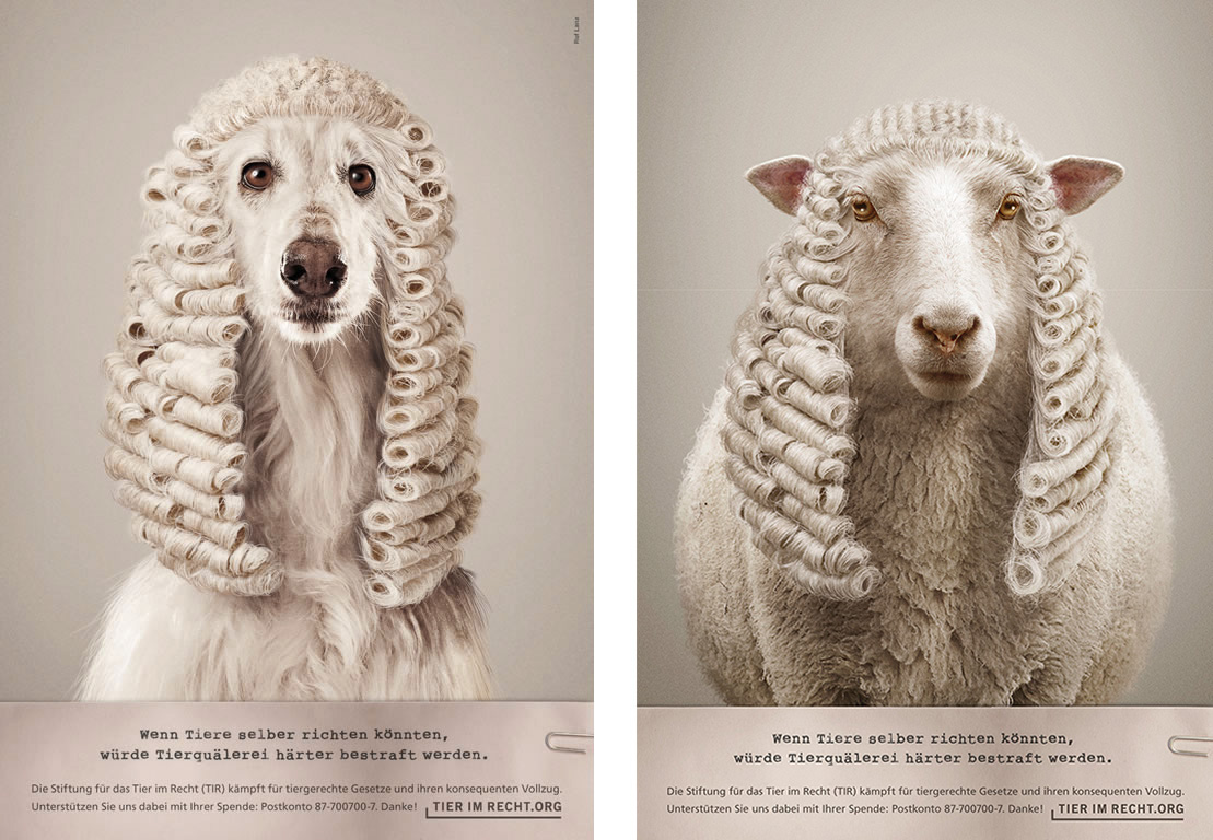 Visual design，Animal rights，Photography，