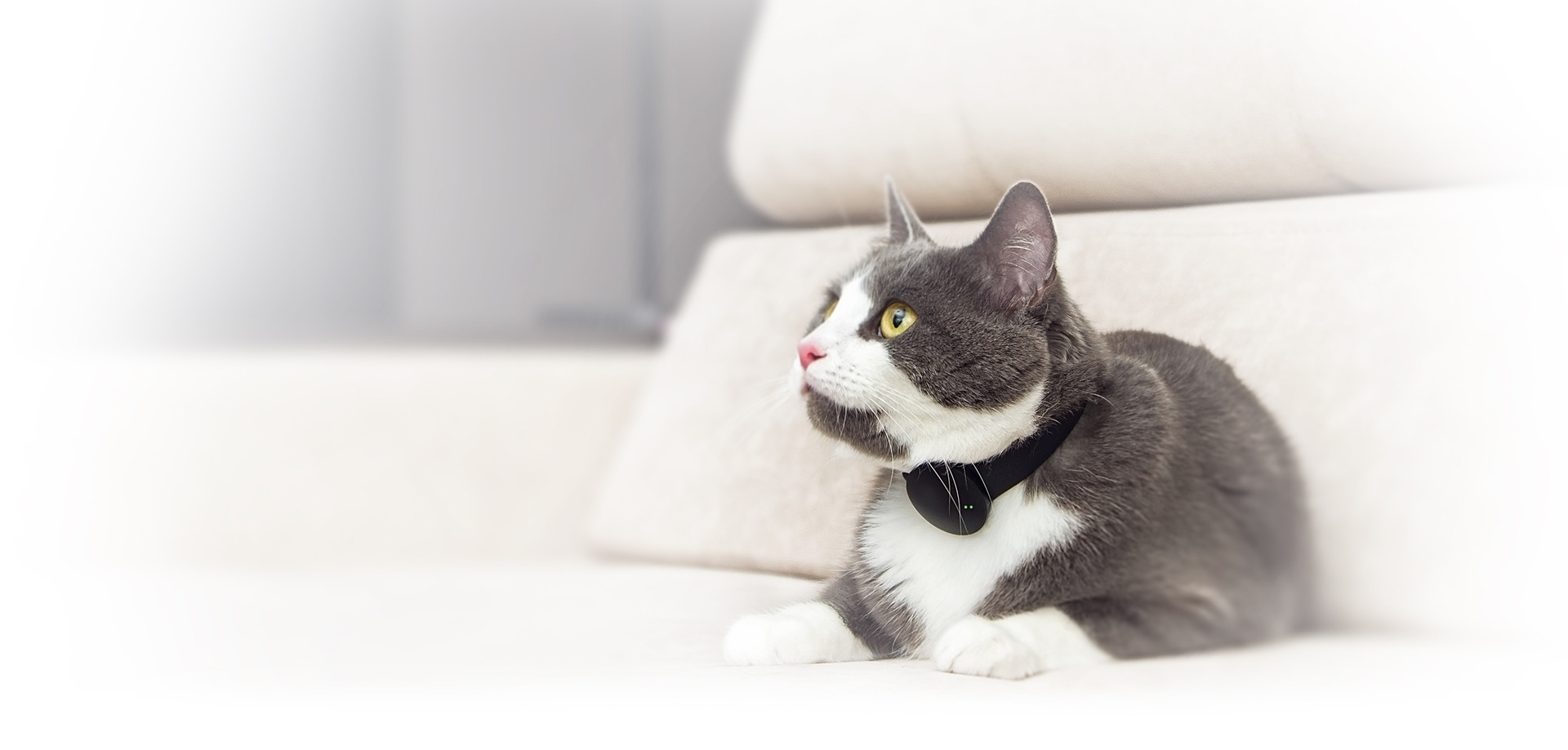 industrial design，Pet Supplies & Pet，GPS locator，electronic product，