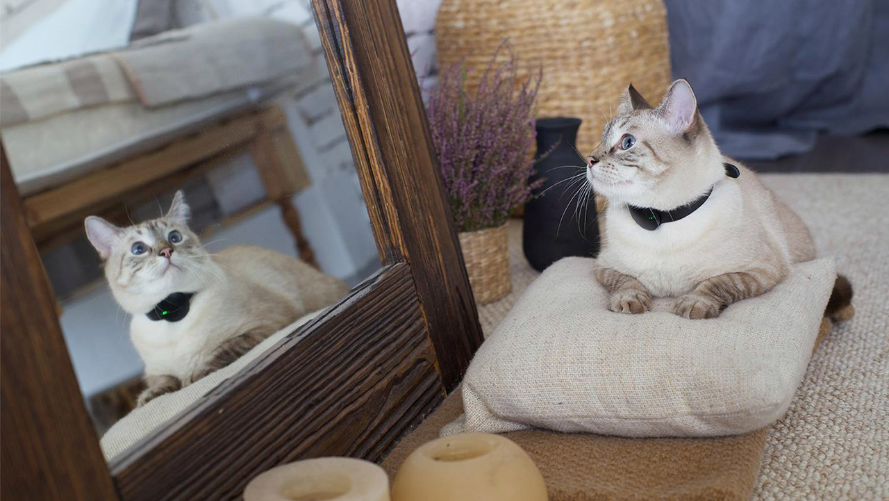 industrial design，Pet Supplies & Pet，GPS locator，electronic product，