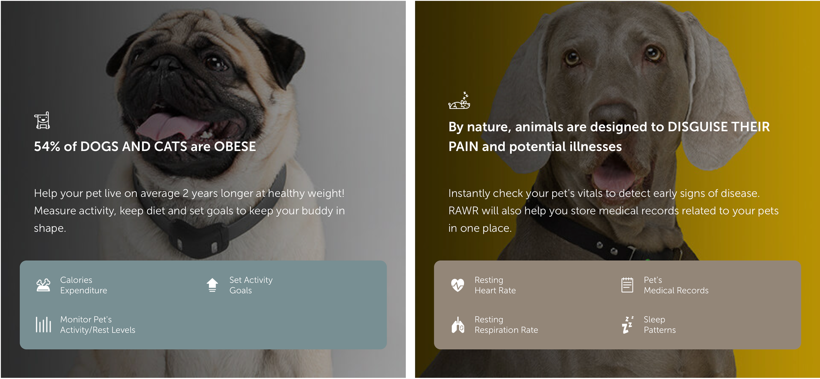 a collar for a horse，intelligence，RAWR，Pets，