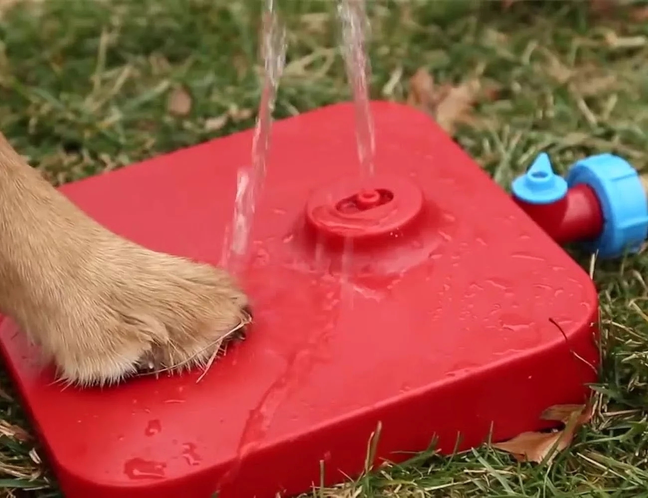 product design，Pet accessories，Water dispenser，Pawcet，