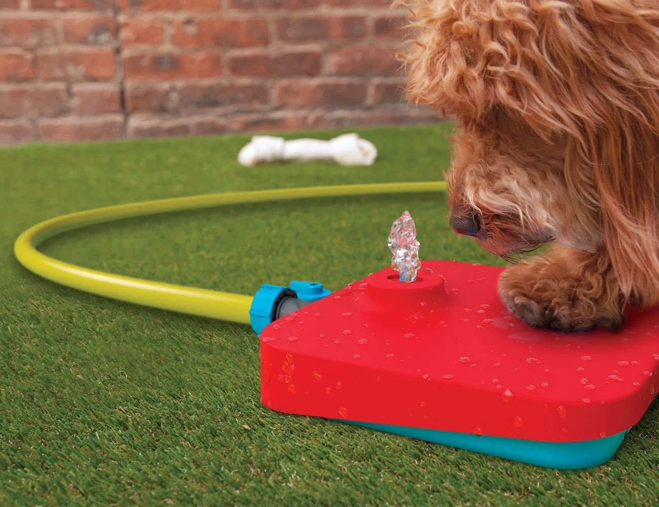 product design，Pet accessories，Water dispenser，Pawcet，