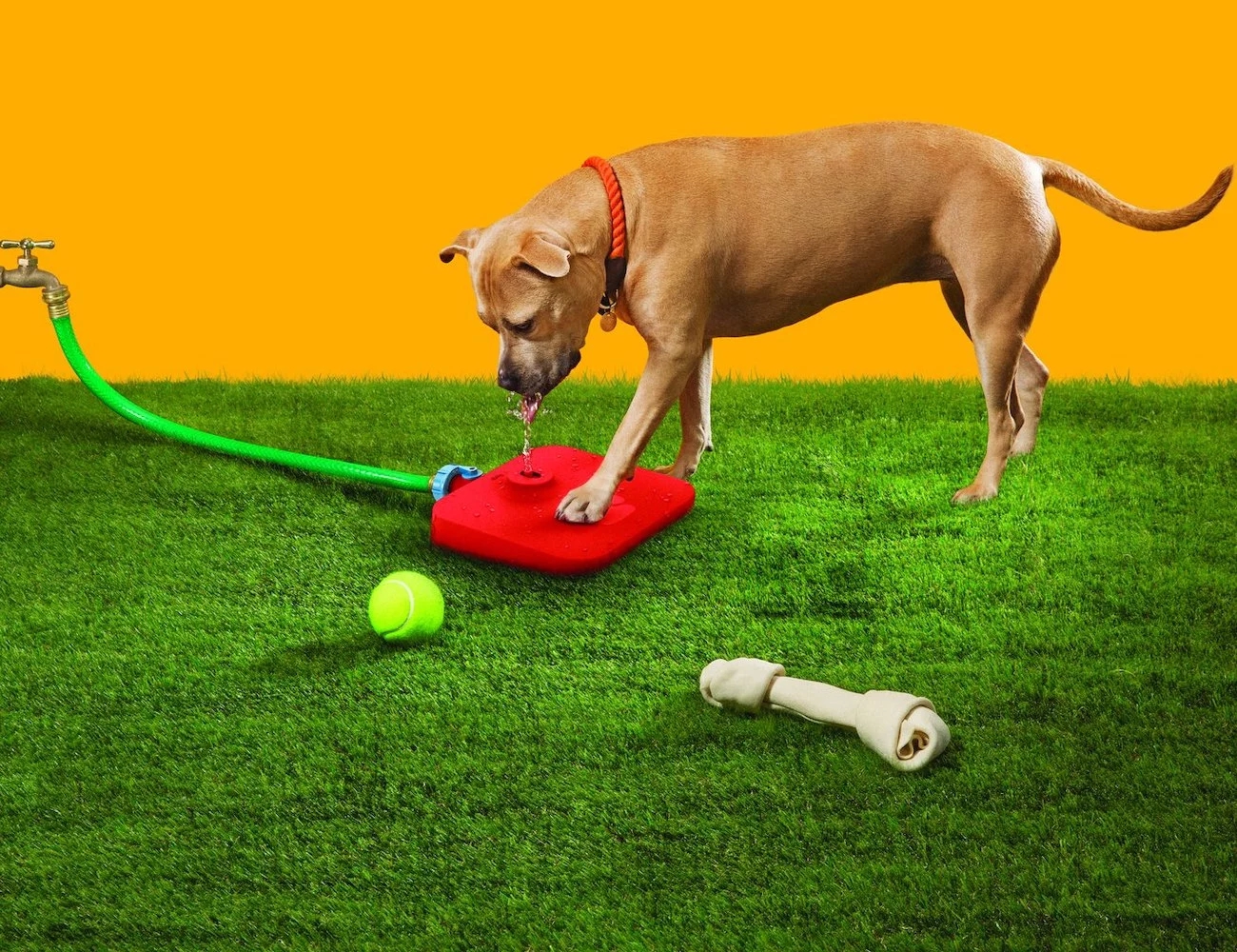 product design，Pet accessories，Water dispenser，Pawcet，