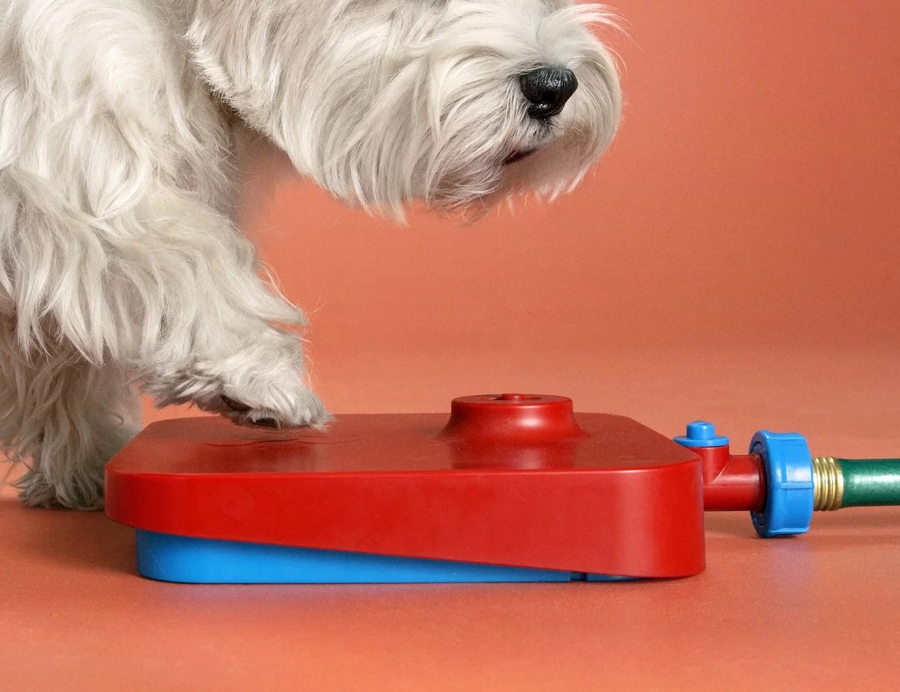 product design，Pet accessories，Water dispenser，Pawcet，